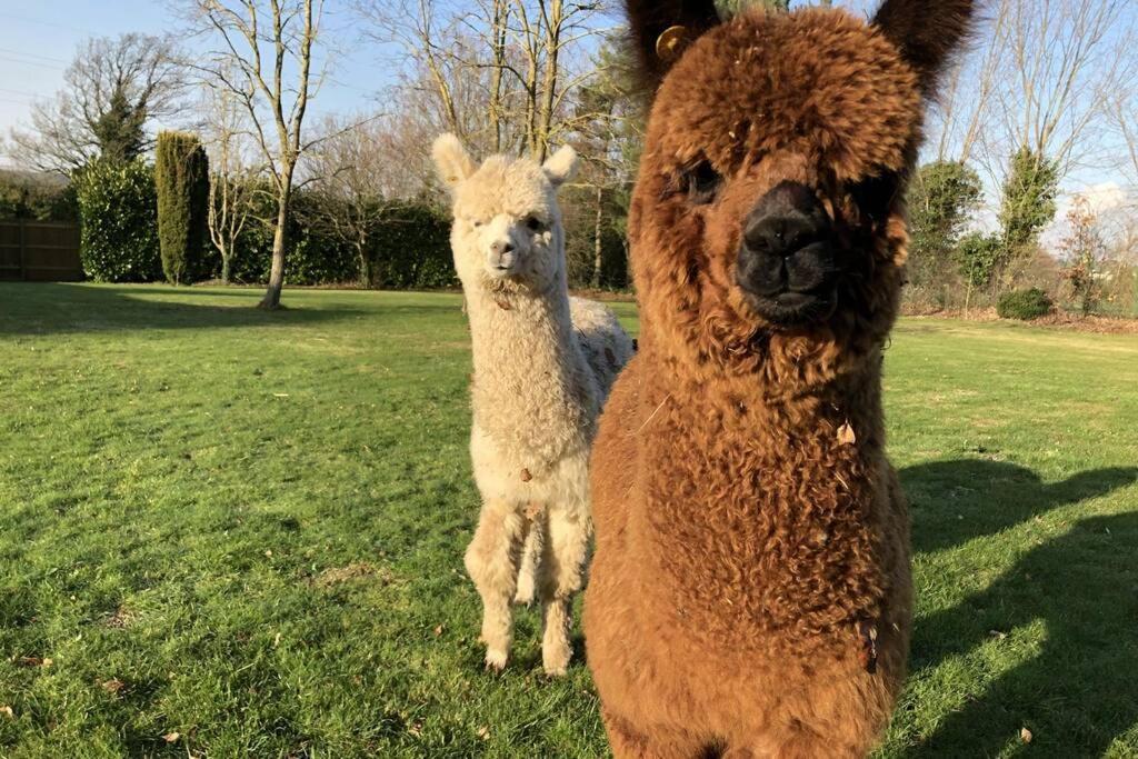 Alpaca Lodge 锡廷伯恩 外观 照片
