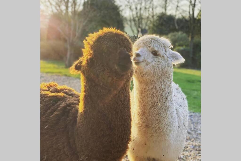Alpaca Lodge 锡廷伯恩 外观 照片